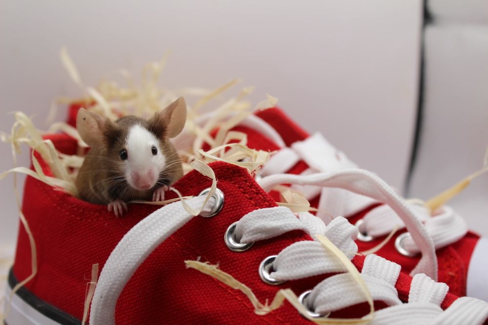 Myszki rasowe różne odmiany