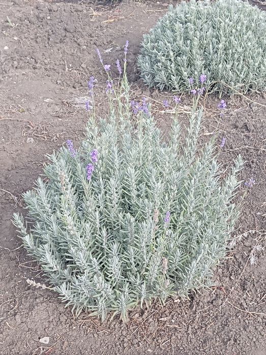 Саджанці лаванди