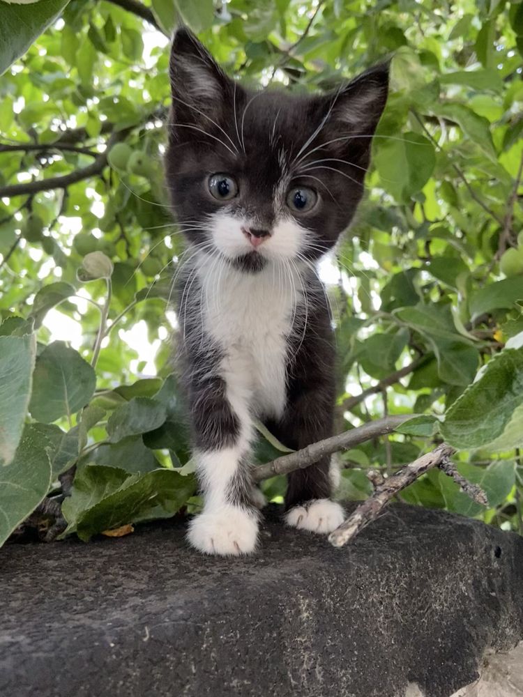 Віддам двух котиків(м.Бровари)