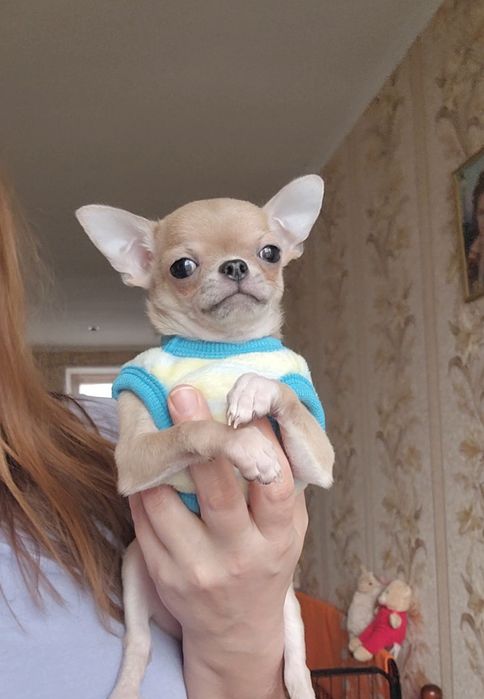 Малеча Чихуахуа!