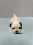 Szczeniak Shih Tzu- OREO do rezerwacji (biały)