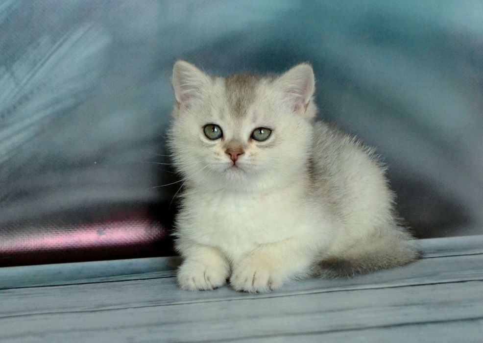 Шиншили зi смарагдовими очами