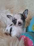 **KAYKO**chihuahua piesek black merle niebieskie oko xs do rezerwacji