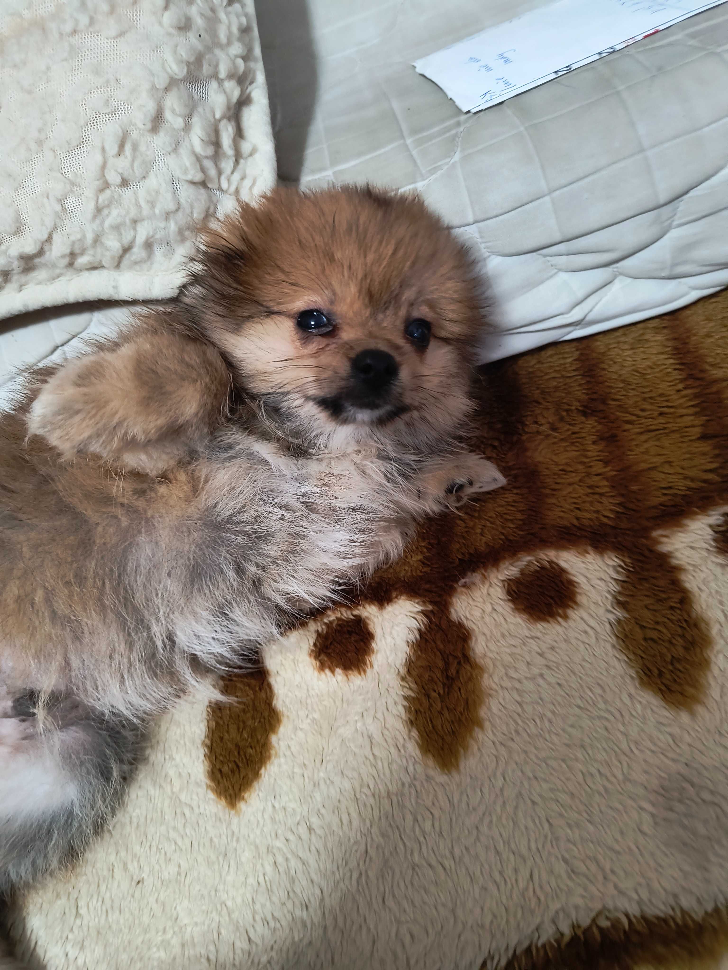 Pomeranian śliczny rasowy  piesek.
