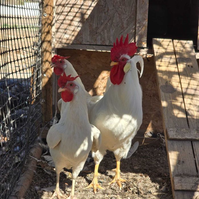 Pintos Puros Leghorn Legorne Brancos White