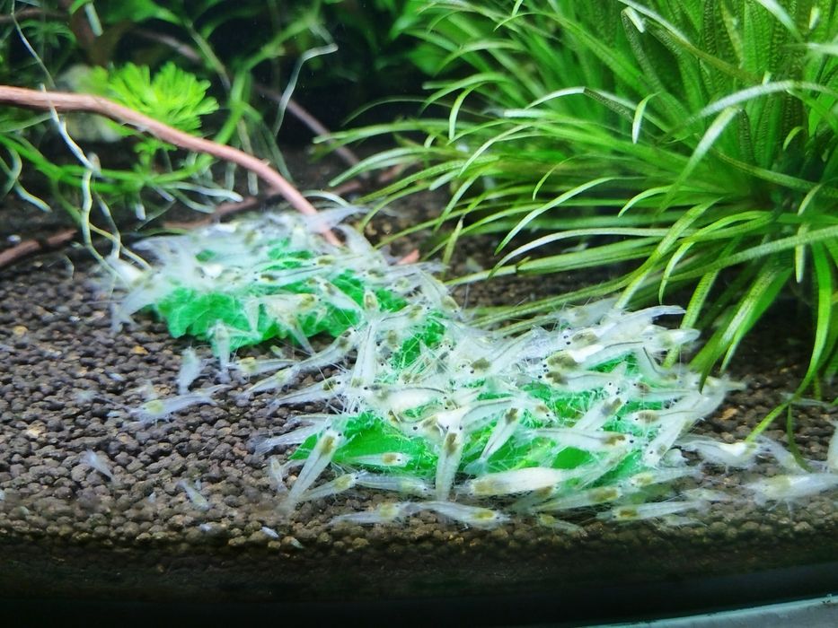 Krewetki neocaridina white pearl
