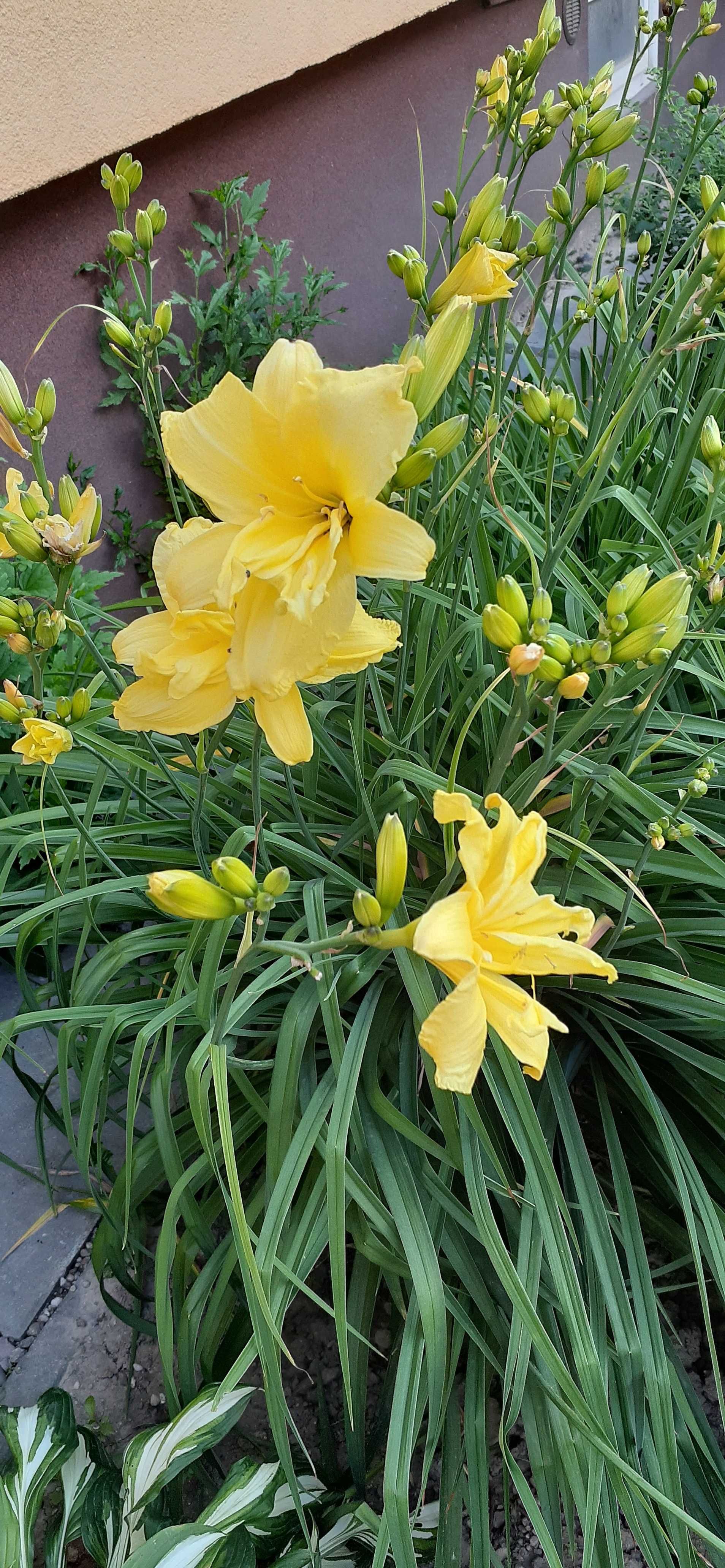 Kwiaty - sadzonki  liliowiec Stella de' Oro