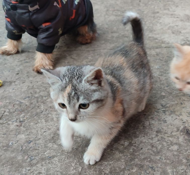 Подарую милих кошенят
