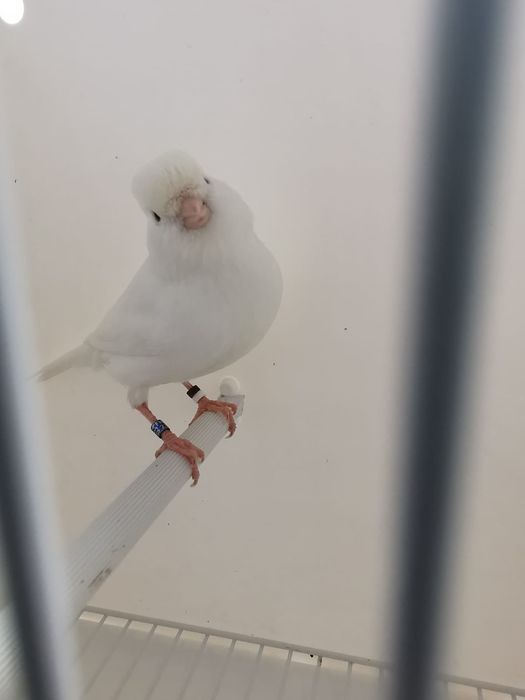 Canários brancos recessivo amarelos intensivos nevados mosaico gloster