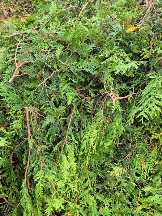 Gałazki tui na stroik oddam