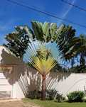 Ravenala madagascariensis* árvore-do-viajante* - Exemplares