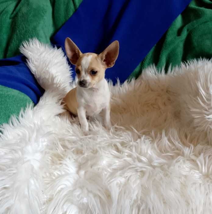 Chihuahua chłopiec