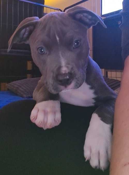 Amstaff- mocny PIESEK - do odbioru