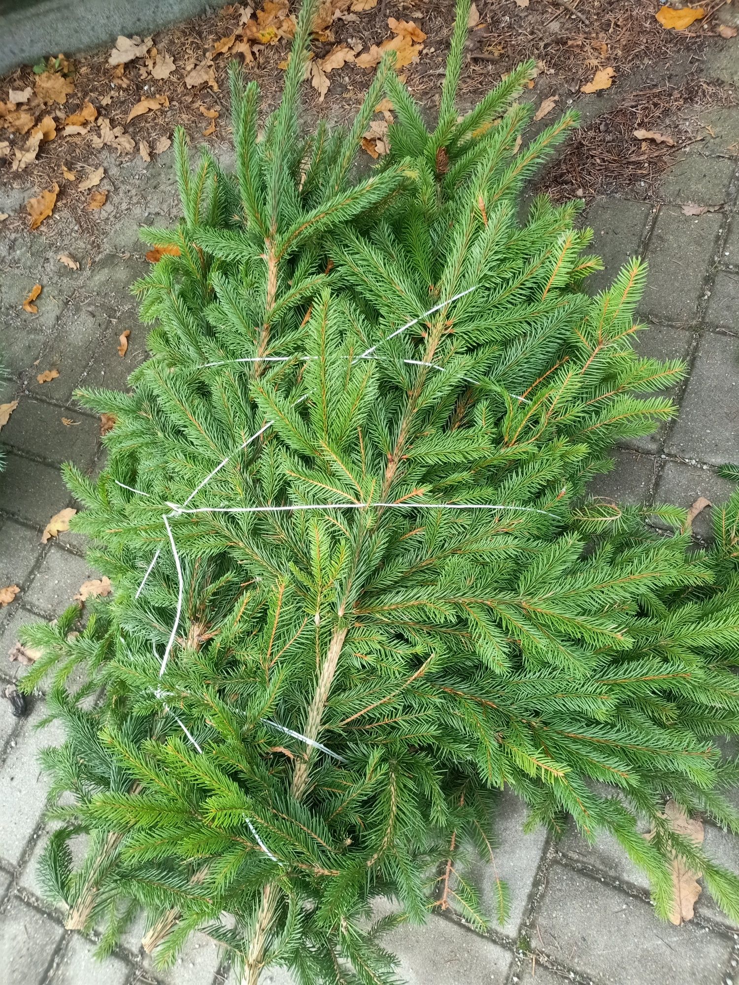 Wieńce,stroiki, gałęzie świerka srebrnego, zielonego magestic,daglezji