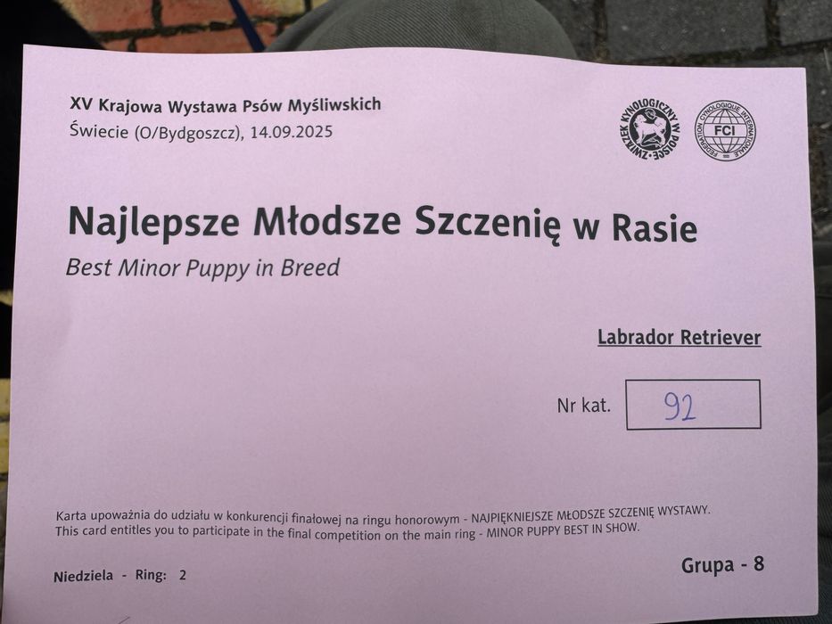 Labrador retriever rodowodowa ZKwP (FCI) wystawowa suczka