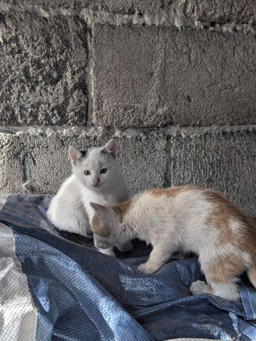 Oddam kotki w dobre ręce