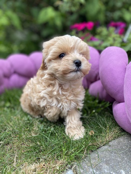 Мальтипу ф1