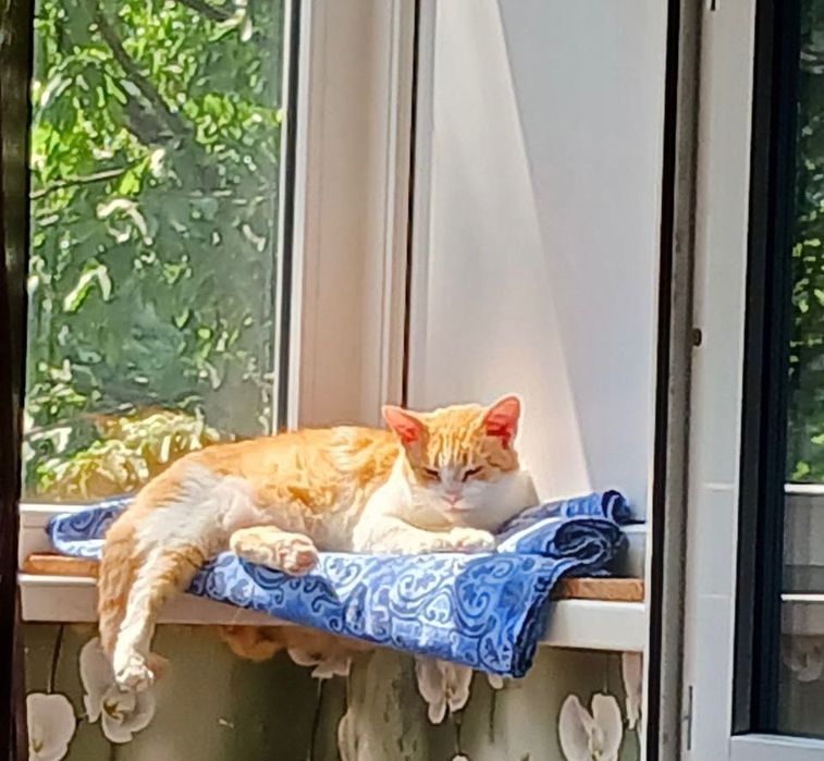 Киця Мальта стерилізована