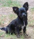 Chihuahua suczka długowłosa ZKwP/FCI