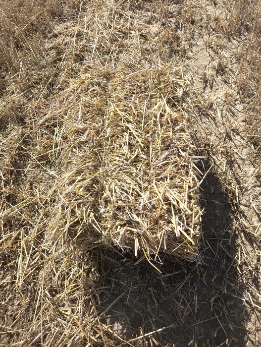 Słoma w kostkach  z 2025r