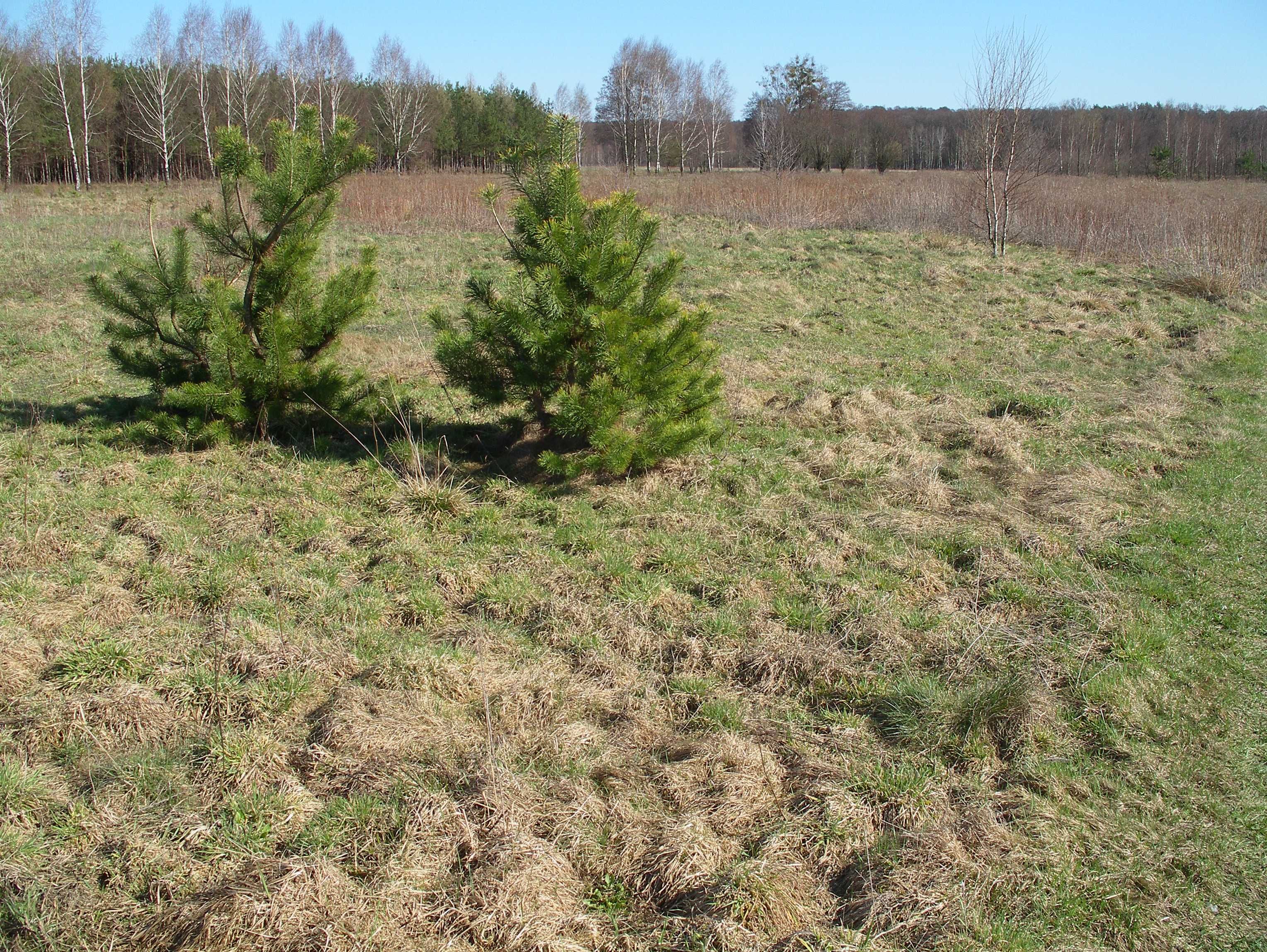 Nowy Wilków - kameralna działka budowlana przy Puszczy Kampinoskiej