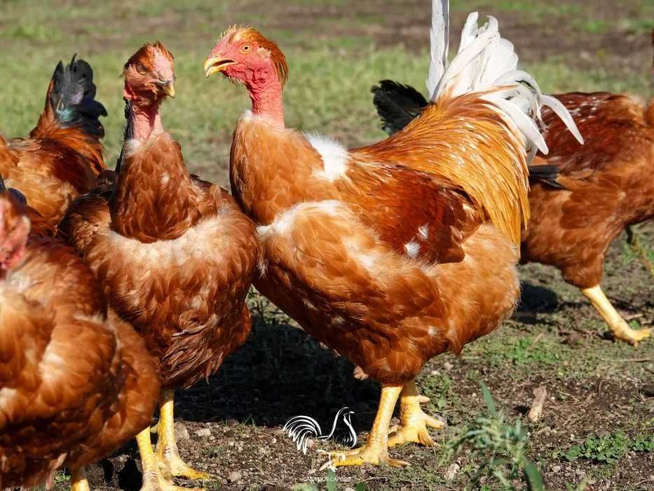 Capões, Galos capões caseiros