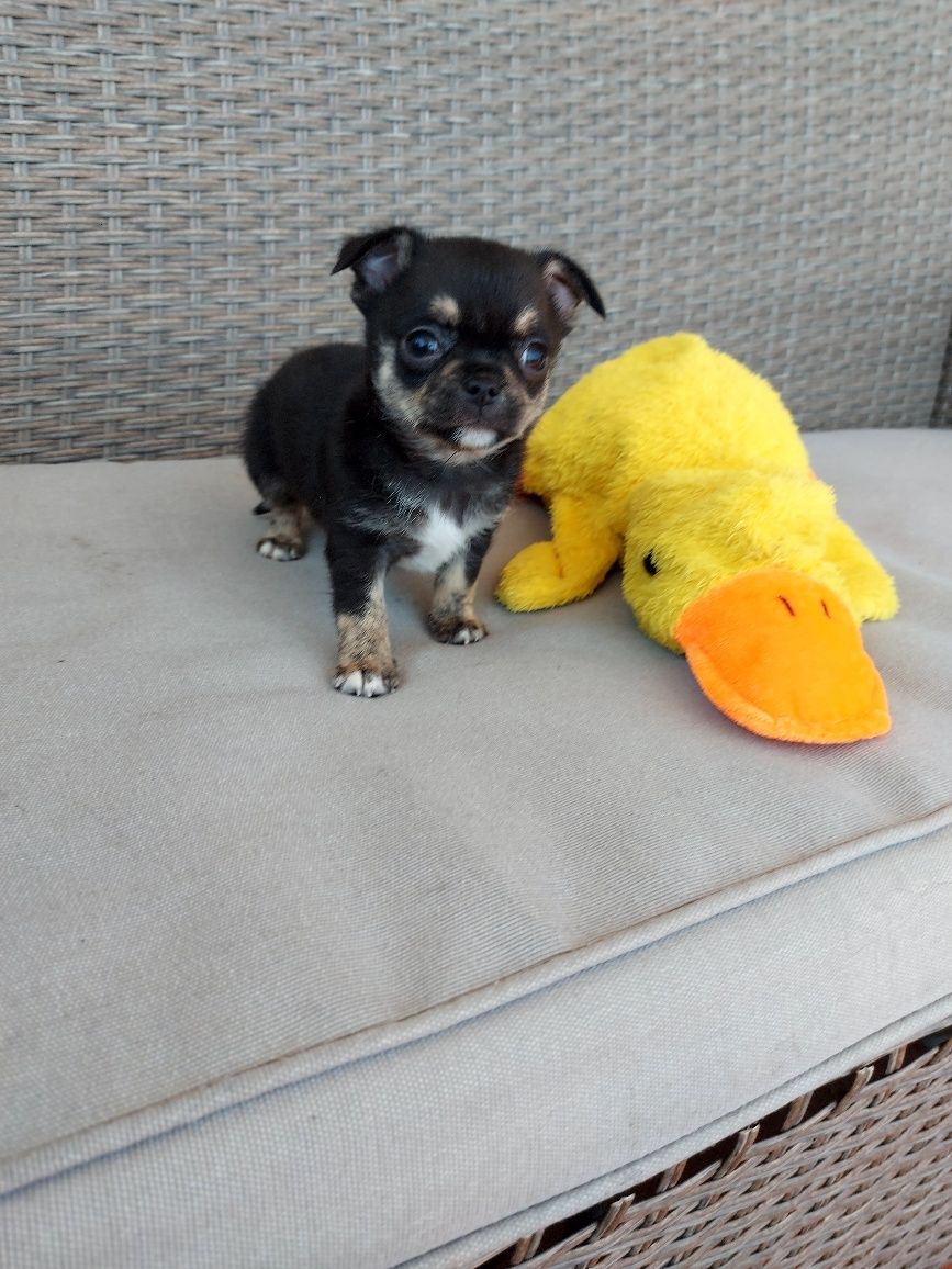 Chihuahua  macho