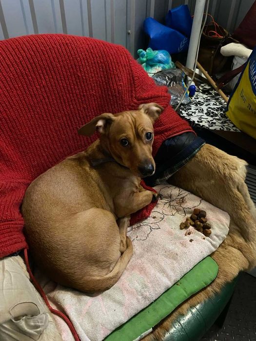 Рыжий такса бесплатно в добрые руки