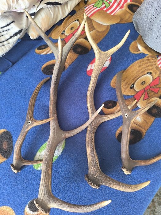 Poroże jelenia -sarny