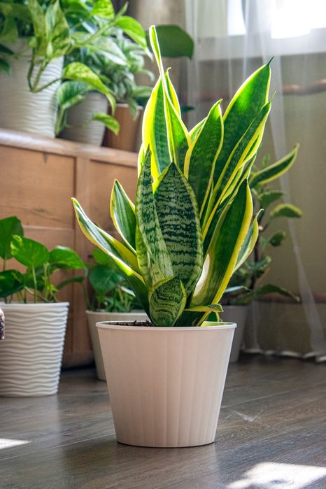 Традесканция Альбифлора Традесканція Альбіфлора Tradescantia albiflora