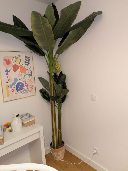 Bananeira Falsa 2.7m