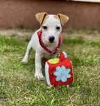 Jack Russell Terrier - ELBA szczeniaczek