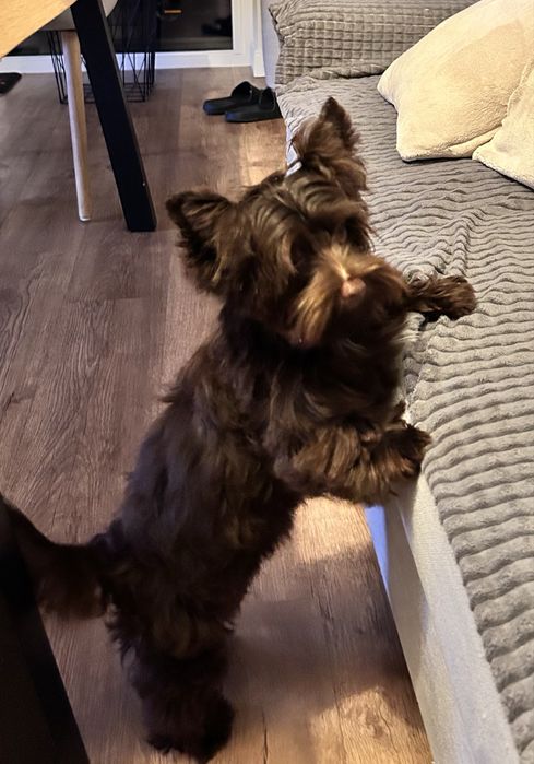 York Terrier czekoladowy