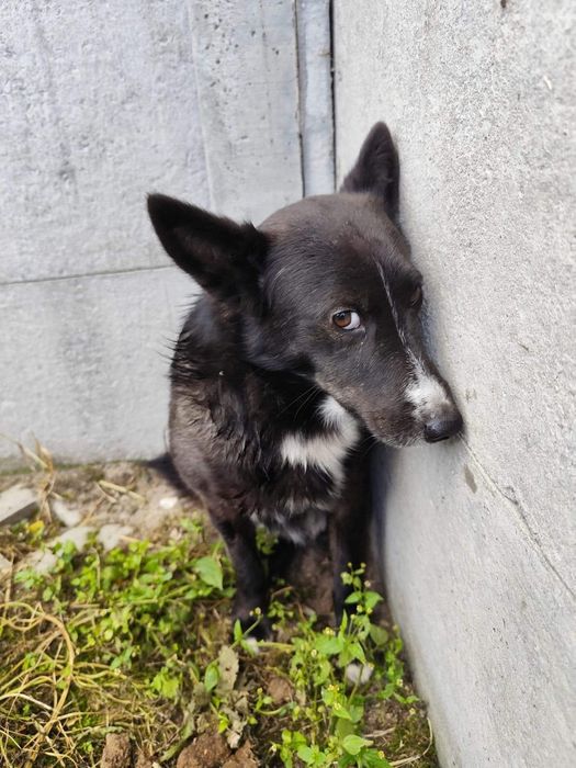 Malutki Sali bez szans na adopcję