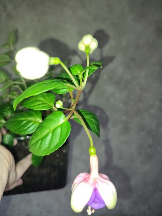 Свіжозрізи фуксія,Колеуси,сингоніум,фіалки