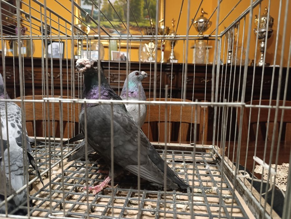 Dragon, dragony, wysyłam, gołębie ozdobne