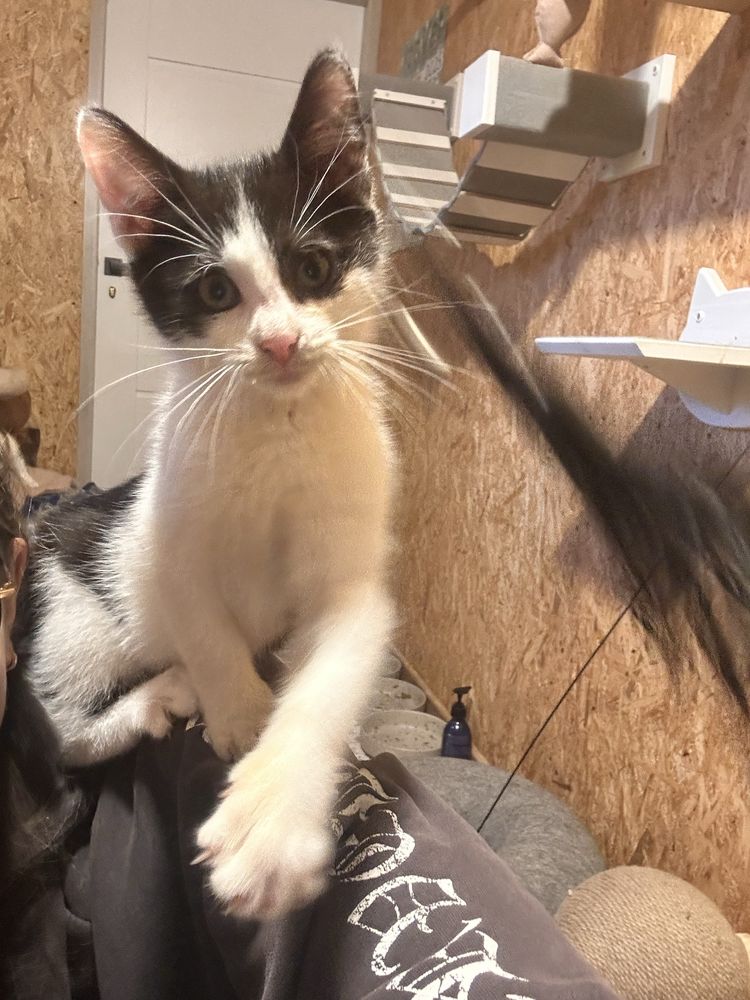 Kochany misio do adopcji