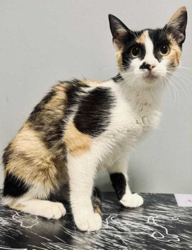 Brie i Gouda zakochane w sobie koteczki do adopcji