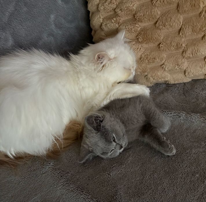 Brytyjski kocurek niebieski krótkowłosy