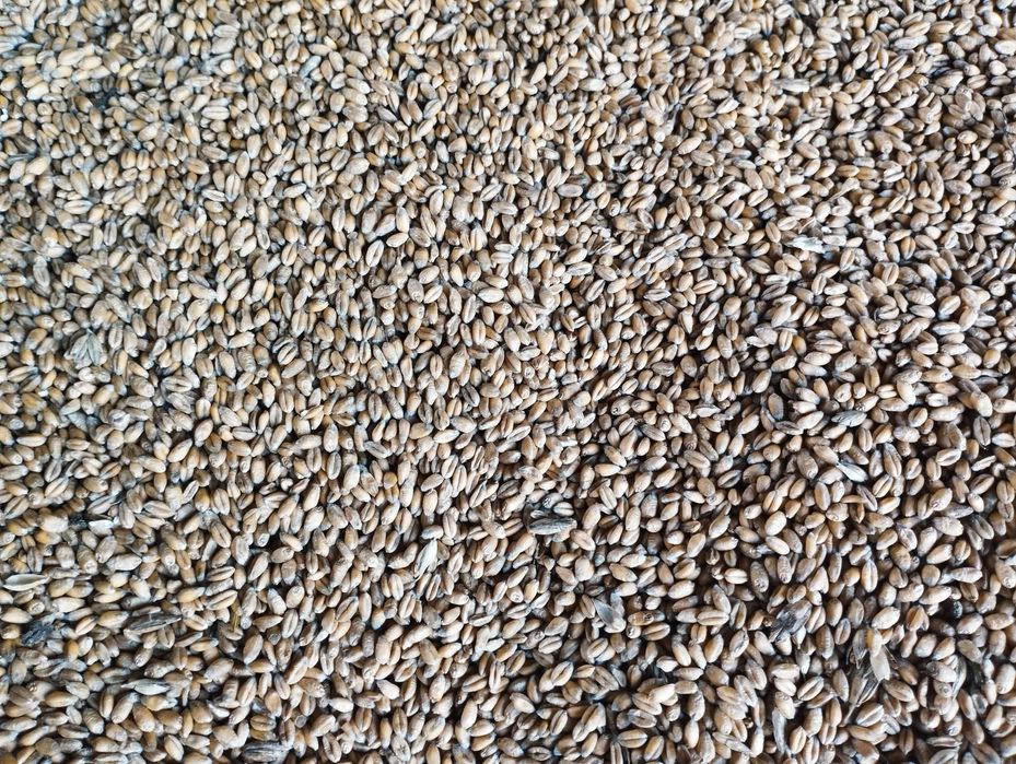 Pszenica ozima ekologiczna z certyfikatem dla kurek 25kg