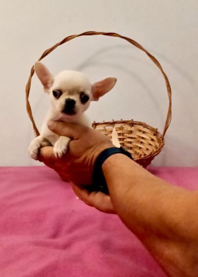 Chihuahua krótkowłosy