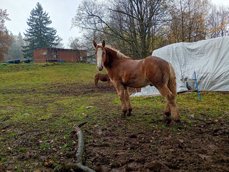 Sprzedam ogierka PKZ