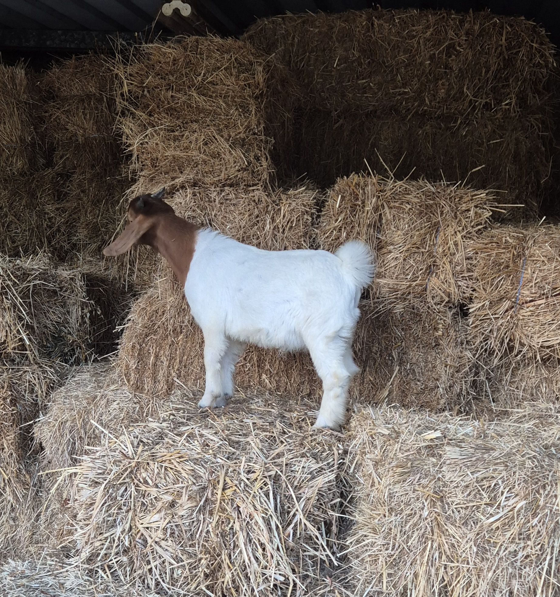 Cabrito boer puro