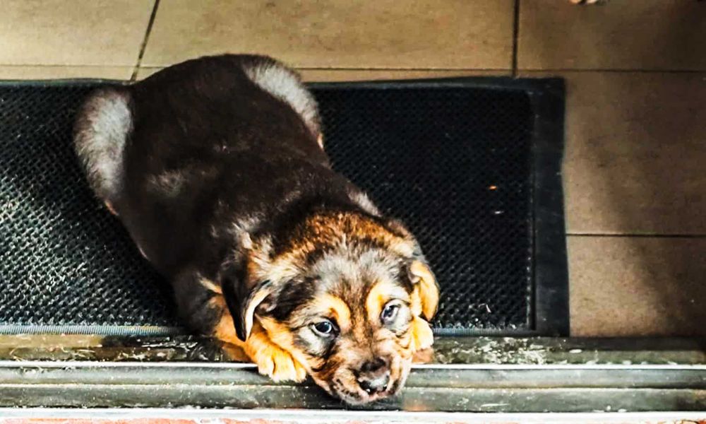 Szczeniak pies do oddania