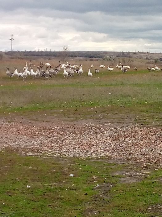 Продам Гусей Живым Весом