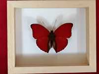 Motyl w ramce 12x10 cm Cymothoe sangaris 55 mm .