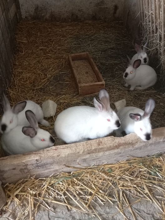 Króliki kalifornijskie