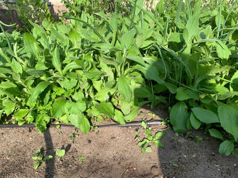 Rudbekia owłosiona - słoneczka w ogrodzie sadzonki PROMOCJA