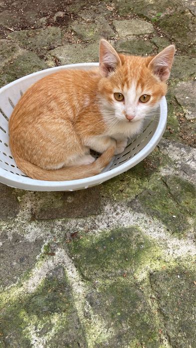 Gatinhos bebes para adocao