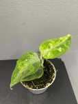 Aglaonema Pictum Tricolor
